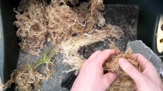 Repotting Neofinetia falcata Orihime [upl. by Leuqer]