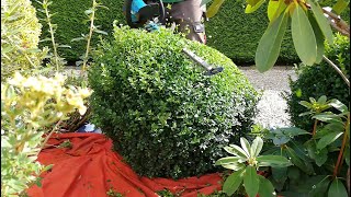 BOXWOOD Ball Trimming [upl. by Durham]