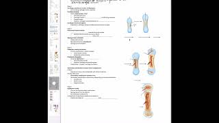 Endochondral and Intramembranous ossification [upl. by Nivlek162]