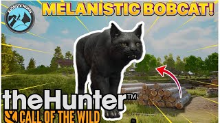 DIAMONDS AND RARES MELANISTIC BOBCAT The Hunter call of the Wild [upl. by Ecnerrat]