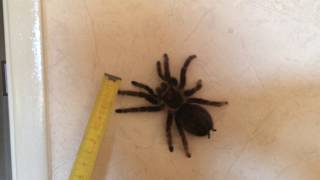 Brachypelma albopilosum [upl. by Sheba]