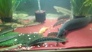 Bichir feeding 2018 [upl. by Ethelred]