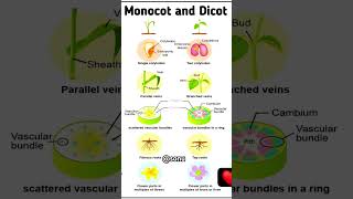 Monocot and dicots 3D figure 💯🔥biology study science neet upsc [upl. by Olive]