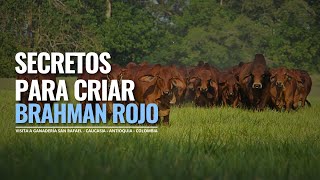 CRIANZA DE GANADO BRAHMAN ROJO EN COLOMBIA [upl. by Aloysius]