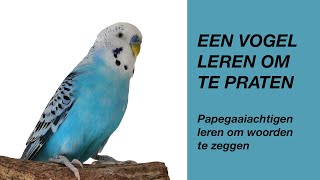 Een Vogel Leren Praten parkiet papegaai [upl. by Can193]