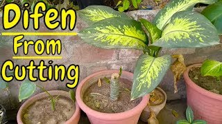 How to Grow Dieffenbachia From Cutting 29 Din Ka Result [upl. by Nahguav]