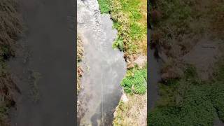 Hopper magic fishing flyfishing fishingvideo fishing fyp troutfishing brooktrout music [upl. by Idnyc]