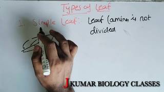 TYPES OF LEAFS  SIMPLE LEAF  COMPOUND LEAF  PINNATELY COMPOUND  PALMATELY COMPOUND [upl. by Hagan]