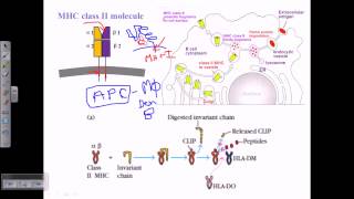 MHC class ii [upl. by Rajiv]