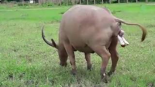 Newborn white water buffalo  ElephantNews [upl. by Llenwad503]