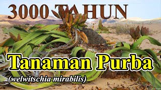 Tanaman Purba Welwitschia Mirabilis [upl. by Adest]