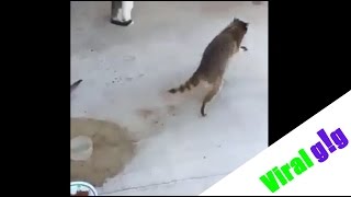 Raccoon Stealing Food From Cats [upl. by Whitford694]