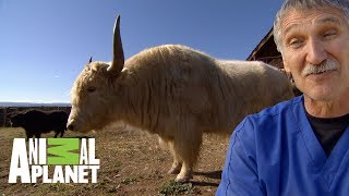 Medicina preventiva para Yaks  Dr Jeff Veterinario  Animal Planet [upl. by Komsa]