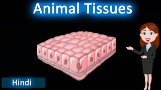 Animal Tissues  3D Animated explanation  class 9th amp 11th science  Tissues [upl. by Aisiat5]