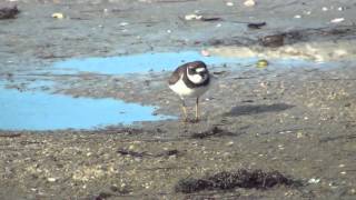 Semipalmated Plover [upl. by Nainatrad]