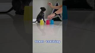 Puppy staffy scent trainingMillieBlueEnglishStaff [upl. by Otit]