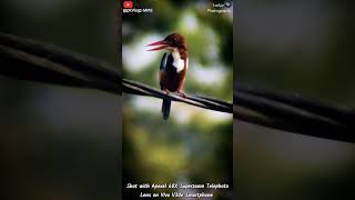 viralvideo nature birds kingfisher viralreels viralshorts shorts trending viralshort wow [upl. by Hallette]