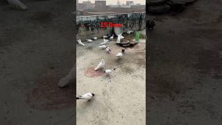 Baby Pigeons Growing 25 Days  Pigeon Chicks 25 Days  Sartaj Pigeons [upl. by Htor]