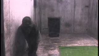 Ivan the gorilla lived alone in a shopping mall for over 20 years The Urban Gorilla [upl. by Ttenrag]