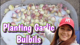 Grow Your Own Garlic Babies Planting Bulbils garden homegrown gardening organic [upl. by Aicyle]