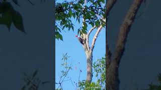 Rare sighting here 3 Pileated Woodpeckers largest in TN gathering above the Harpeth River TN USA [upl. by Laney824]