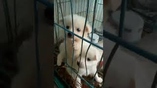 japanesespitz puppy spitzdog spitzlovers whitepuppy chippricedogbreed [upl. by Yehsa]