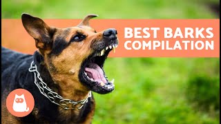 The Best Videos of DOGS BARKING 🐶🐾 BARKING of Angry Happy and Funny DOGS [upl. by Ahsinoj]