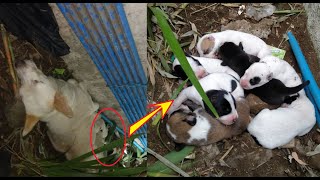 Rescue Mom And Her Puppies If Not Immediately Rescued It Is Not Likely For The Puppies To Survive [upl. by Enahpad175]