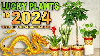 TOP 10 LUCKY PLANTS IN 2024  10 Swerteng halaman para sa YEAR OF THE WOOD DRAGON sa year 2024 [upl. by Stasny]