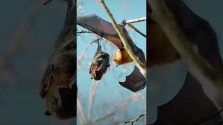 Bats are flying mammals of the order chiroptera with their forelimbs adapted viralviralvideo [upl. by Anilatac897]