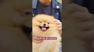 ¿existen los pomeranian Boo En este video les explicamos un poquito de quién fue el pomeranian Boo [upl. by Eceinart]