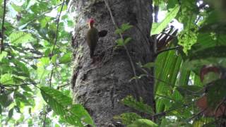 Yellowthroated Woodpecker Piculus flavigula  Tiputini Biodiversity Station Ecuador [upl. by Ardnot20]