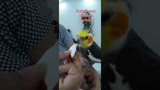 Sacit en çok sevdiği yumurta haşlaması cockatielsinging cockatielsing cockatiel cockatielsound [upl. by Benioff516]