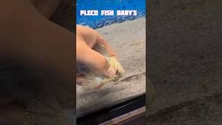 pleco fish breeding shorts viral pleco fishbreeding oscarfish youtubeshorts [upl. by Melia]