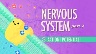 The Nervous System Part 2  Action Potential Crash Course Anatomy amp Physiology 9 [upl. by Chelton]