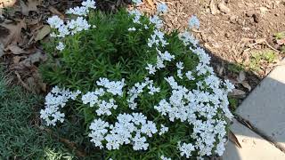 Candytuft Iberis sempervirens  Plant Identification [upl. by Retha686]