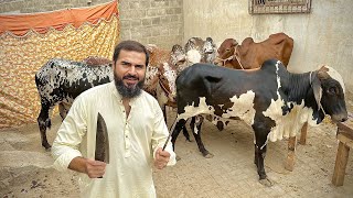 Bakra eid first day vlog 🐂 [upl. by Melmon]