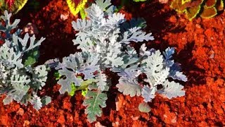 How to Grow Cineraria from Seed [upl. by Jessalyn]