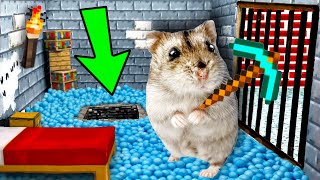 🐹🆘Hamster Escapes the Minecraft Maze 😱OBSTACLE COURSE😱 [upl. by Michaeline616]