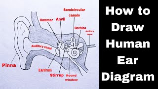 Human Ear Diagram Drawing Easy  How To Draw Human Ear Anatomy Drawing  मानव कान का चित्र [upl. by Arnelle529]