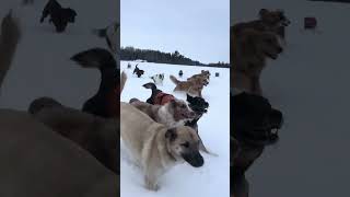 Doggy daycare pack are out for a run in the snow [upl. by Aihsyla]