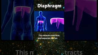 Discover the MindBlowing Power of Diaphragm Breathing [upl. by Treacy978]