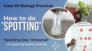 How to do SPOTTING  Biology Practical Class 12 [upl. by Server170]