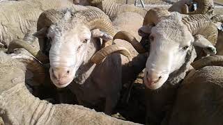 Merino Sheep Big Rams With Huge Horns [upl. by Knapp]