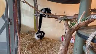 BlackandWhite Ruffed Lemur Pup Playtime [upl. by Anierdna348]