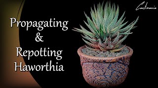 Propagating amp Repotting Haworthia  Cactus amp Succulents [upl. by Reade]