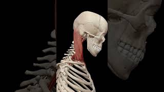 Introduction to neck muscles [upl. by Madid]