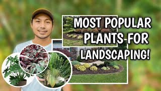 MOST POPULAR PLANTS FOR LANDSCAPING [upl. by Edric477]