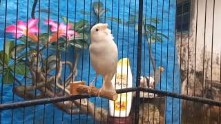 The best canary sounds for young canary masters Belgian canary [upl. by Mungo]