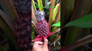 shorts viral pineapple 🍍 farming in nepal 🇳🇵 agro nature viral [upl. by Phillada352]